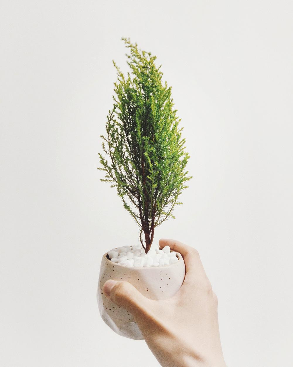Hand hält kleinen Keramiktopf mit Miniatur-Tannenbaum und weißen Steinen, vor neutralem Hintergrund.